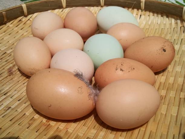 istock Organic eggs from Chicken home farm - Organic eggs in bamboo tray 1149151836