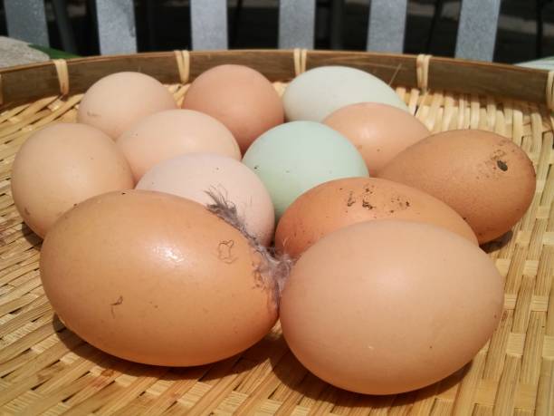 istock Organic eggs from Chicken home farm - Organic eggs in bamboo tray 1149151837