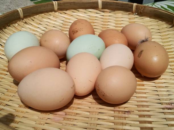 istock Organic eggs from Chicken home farm - Organic eggs in bamboo tray 1149151839