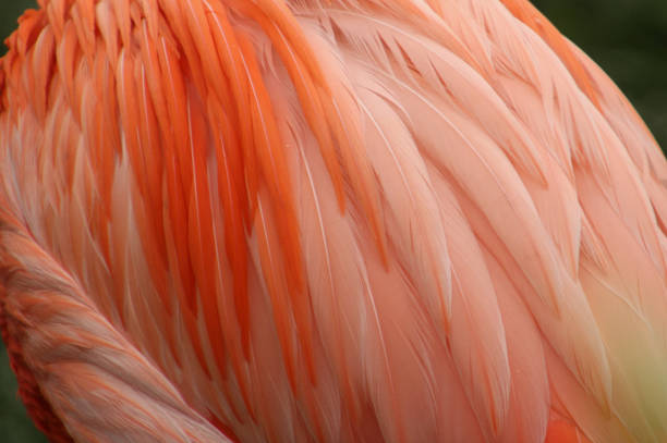 istock Close Up of Flamingo Feathers 1149153580
