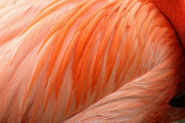 istock Multishades of Pink Feathers 1149153622