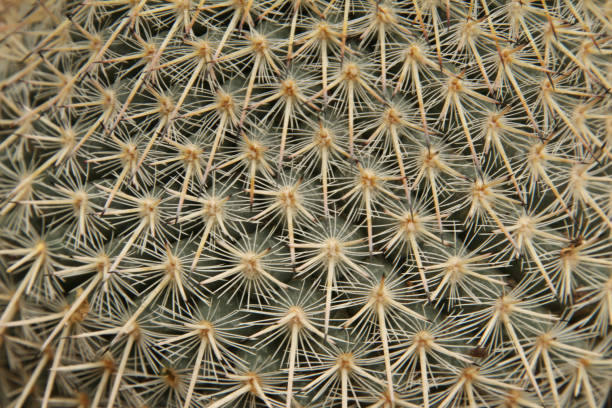 istock Spikes of a Cactus 1149153685