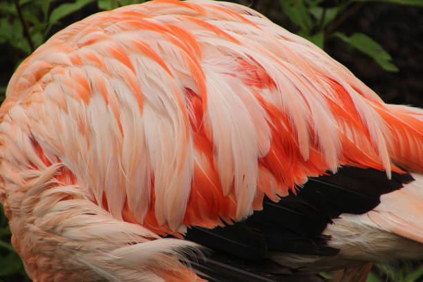 istock Wing of a Flamingo 1149153705