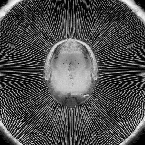 istock The underside of a Portobello mushroom from close 1149154587