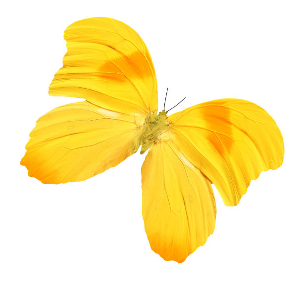 istock beautiful tropical yellow butterfly 1149156608