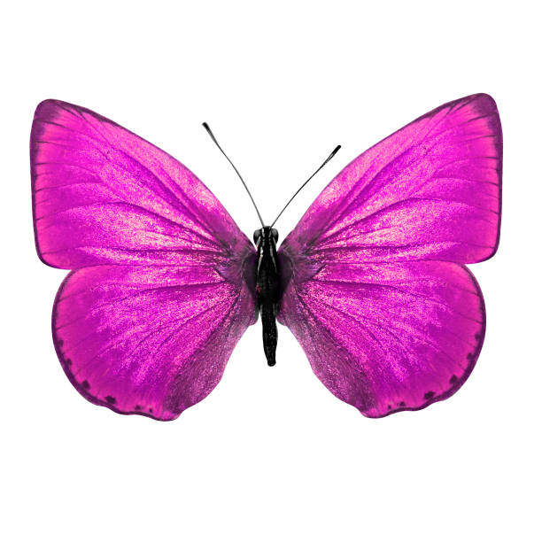 purple butterfly. isolated on white background