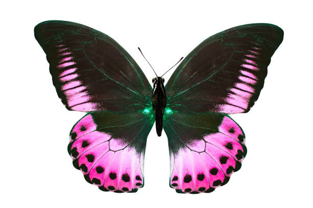 istock tropical purple butterfly. isolated on white background 1149156618