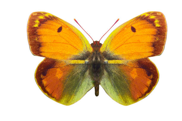 istock tropical yellow butterfly. isolated on white background 1149156620
