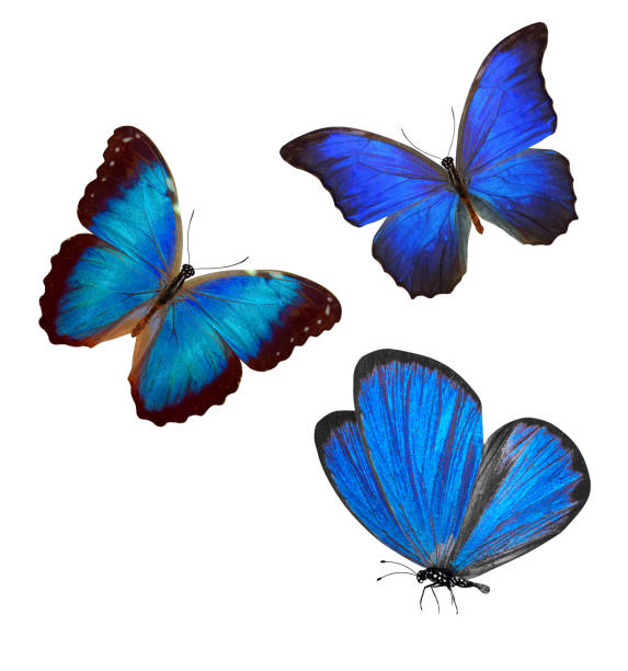 istock flock of blue butterflies isolated on white 1149157441