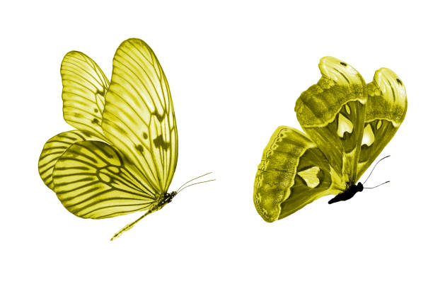 istock beautiful two yellow butterflies isolated on white background 1149157500