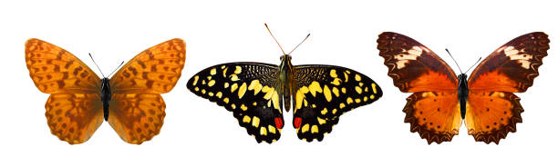 istock tropical butterflies isolated on white. 1149157675