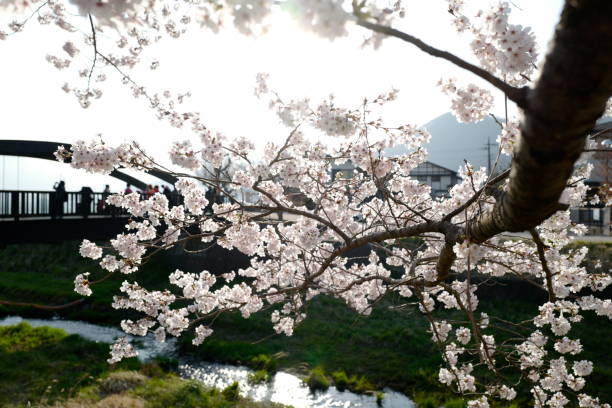 istock Beautiful branches of cherry blossom flowers. 1149159410