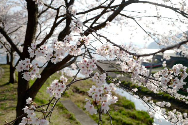 istock Beautiful sakura full bloom on tree branches at lake kawaguchi. 1149159436