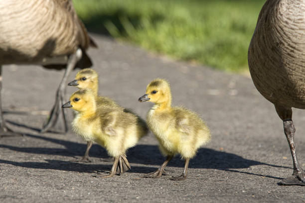 istock Three goslings with their parents. 1149160957