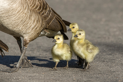 Three goslings walk across the pathway with their parents at Manito Park in Spokane, Washington.