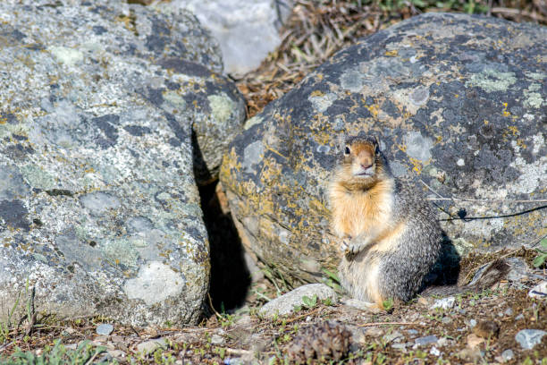 istock Cute ground squirrel looks at camera. 1149160960