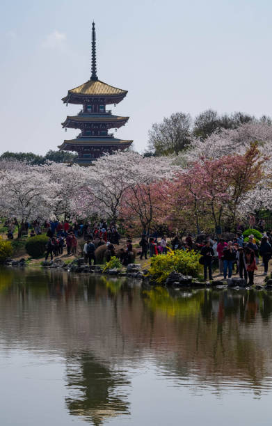 istock Wuhan East Lake Sakura Garden. 1149162808