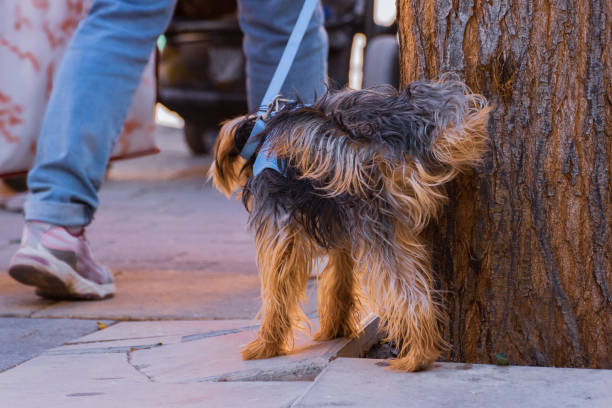 istock Pet dog urinating against tree in the public park 1149164748