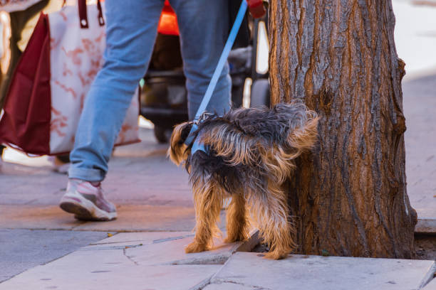 istock Pet dog urinating against tree in the public park 1149164821
