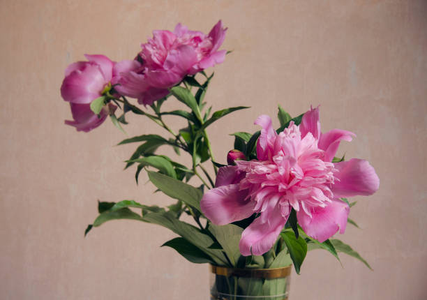 istock Closeup of pink peony flowers 1149165576