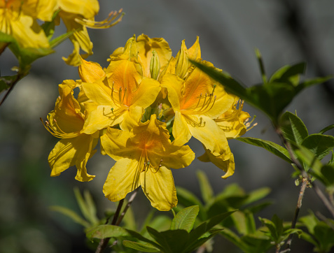 A cluster of bright yellow azalea flowers in springtime.