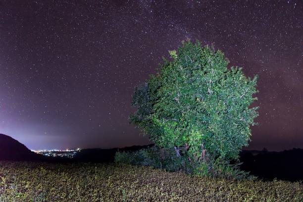 istock Green tree on a hill under night sky with stars. 1149168056