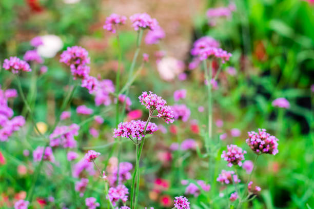 istock Violet verbena flowers 1149168911