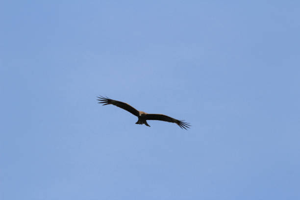 istock eagle in the flight at hong kong 1149169024