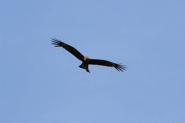 istock eagle in the flight at hong kong 1149169031