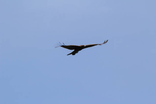 istock eagle in the flight at hong kong 1149169037