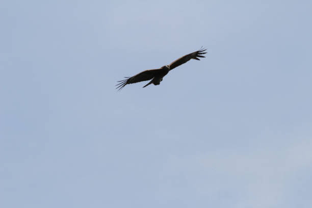 istock eagle in the flight at hong kong 1149169050