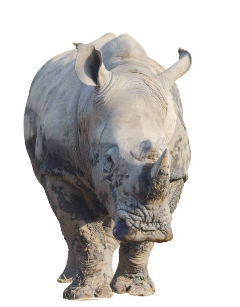 istock Rhino or rhinoceros isolated on white with clipping path 1149170074