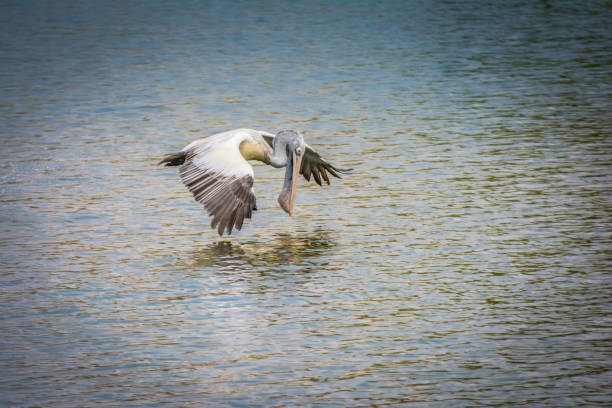 istock Pelican Bird Flying Over The Water 1149170784