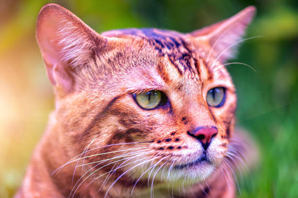 istock Bengal male cat . 1149170867