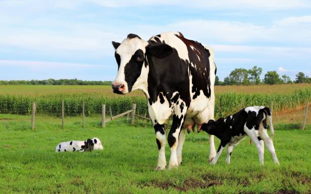 Mother Holstein cow bonding with her very newborn twin calves Black and white Holstein Cow standing with twin calves one nursing the other laying in the grass suckling stock pictures, royalty-free photos & images