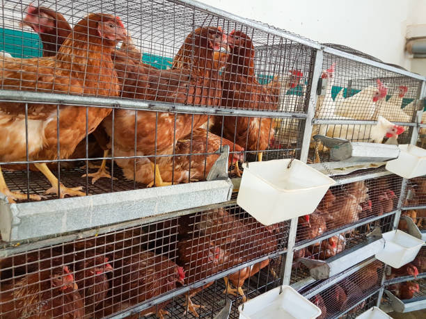 istock chicken hens in  a cage poultry background 1149178312