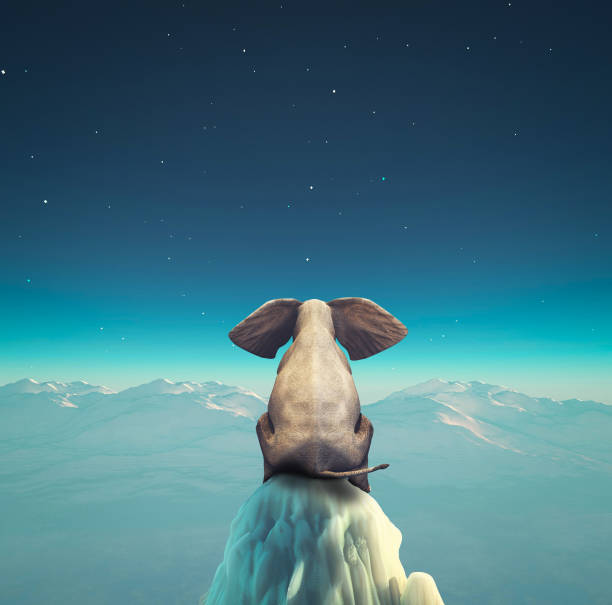 Elehpant sitting on top of an iceberg during night.