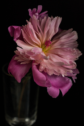 Dark-toned photo of pink peony in vase.
