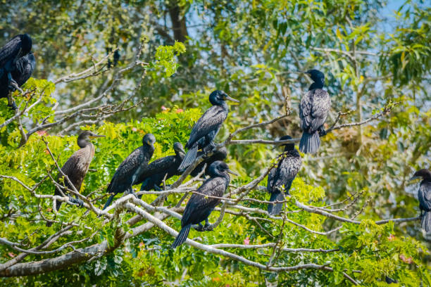 istock Group Of Darter Birds Sitting On A Tree 1149181584