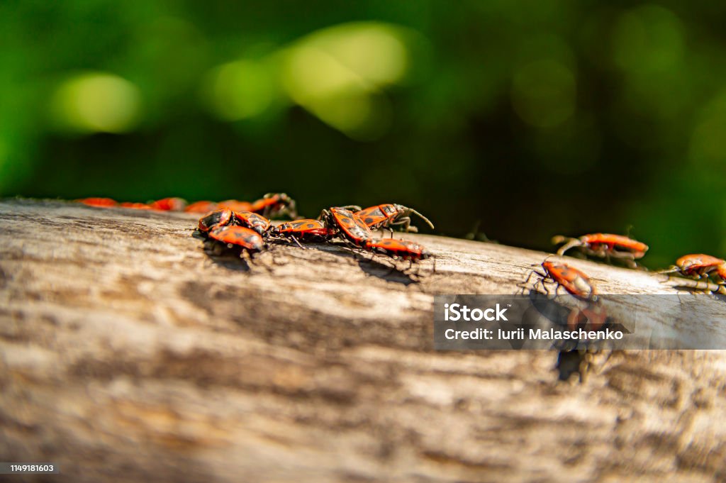 Pyrrhocoris apterus on a tree branch under the sun Pyrrhocoris apterus on a tree branch under the sun. Natural background. Animal Stock Photo