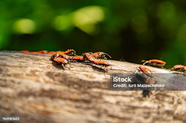 Pyrrhocoris Apterus On A Tree Branch Under The Sun Stock Photo - Download Image Now - Animal, Animal Back, Animal Wildlife