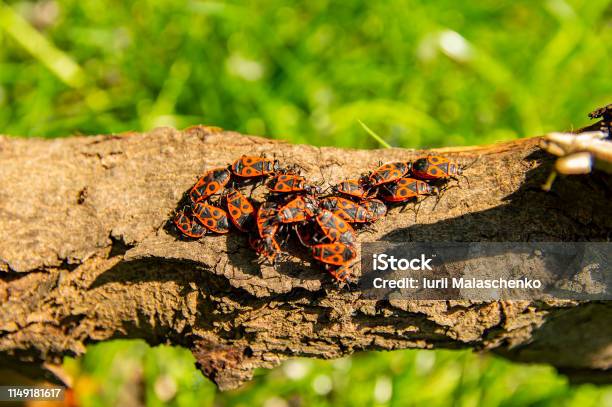 Pyrrhocoris Apterus On A Tree Branch Under The Sun Stock Photo - Download Image Now - Animal, Animal Back, Animal Wildlife