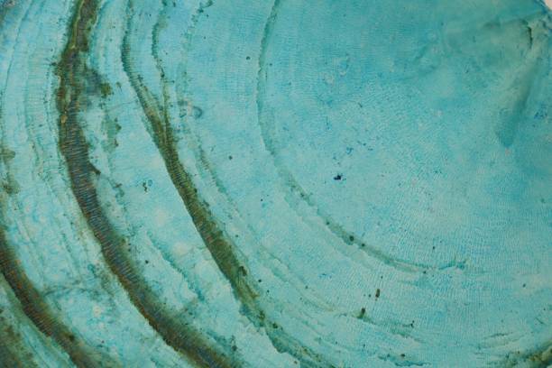 istock mother of pearl slice macro. 1149189253