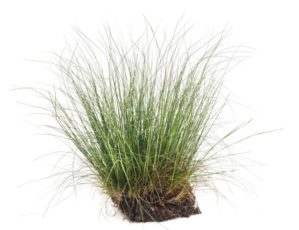 istock Bunch of green grass. 1149189479