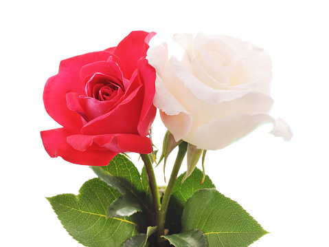 Beautiful white and red roses isolated on a white background.