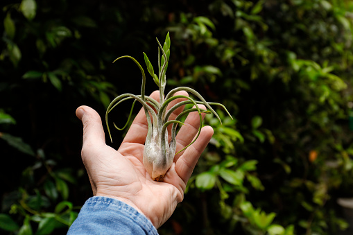 man is holding air plant in hands