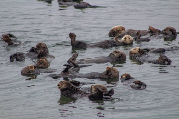 istock California Coastal Wildlife 1149191451