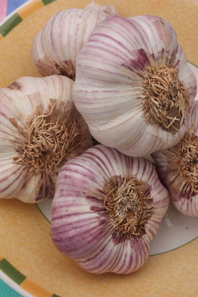 istock Purple Garlic  Condiment 1149191467