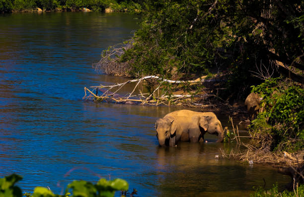 istock elephant play with water in the river,Thailand 1149192832