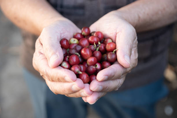 Fresh red coffee berries beans in coffee plantation.arabica coffee berries with agriculturist hands.